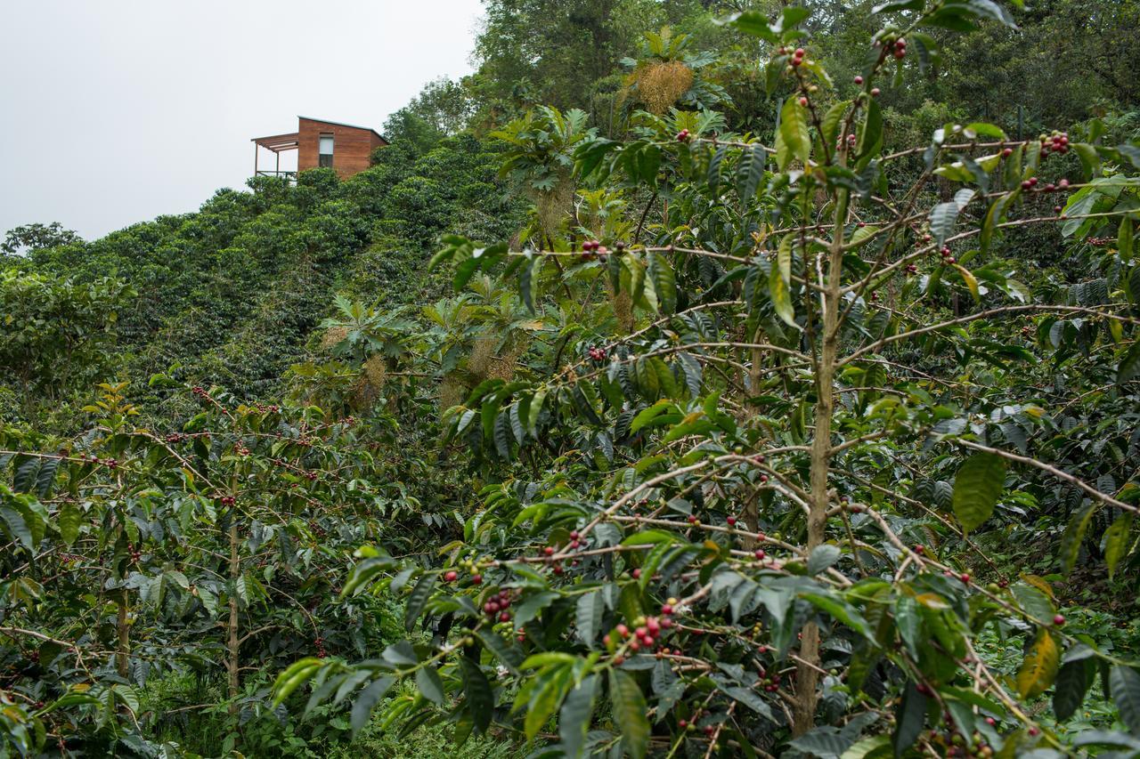 La Palma y El Tucan Coffee&Adventure Hotel Zipacon Exterior foto